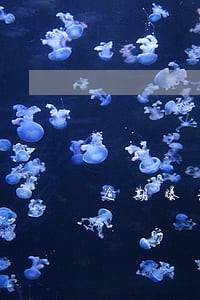 逾期曝光通告 逾期曝光通告