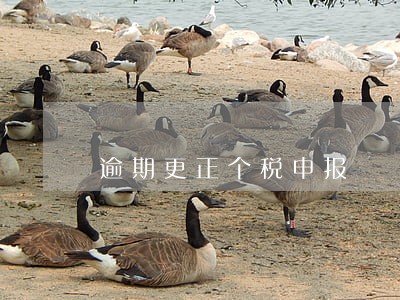 逾期更正个税申报 逾期更正个税申报