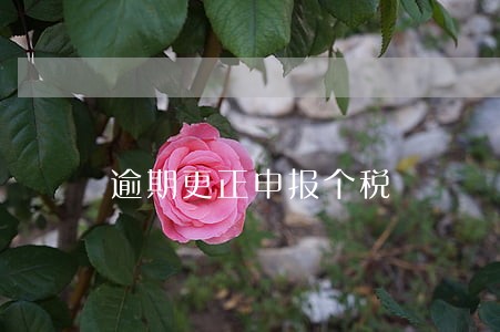逾期更正申报个税 逾期更正申报个税