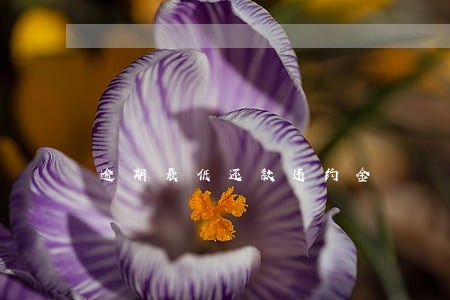 逾期最低还款违约金 逾期最低还款违约金