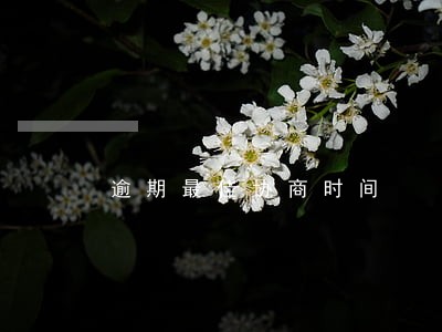 逾期最佳协商时间 逾期最佳协商时间