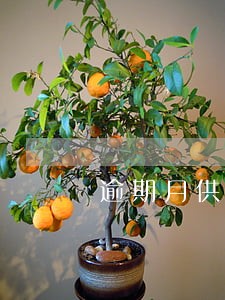 逾期月供奔驰会拖车吗 逾期月供奔驰会拖车吗