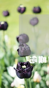 逾期月分数累计18个月是黑户吗 逾期月分数累计18个月是黑户吗
