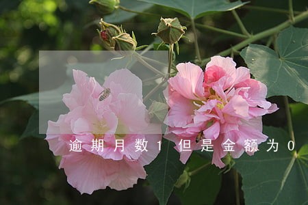 逾期月数1但是金额为0 逾期月数1但是金额为0