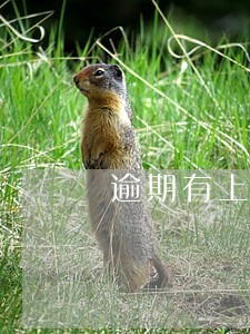 逾期有上门的可能性吗 逾期有上门的可能性吗