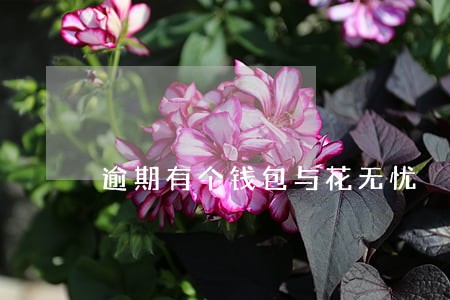 逾期有个钱包与花无忧