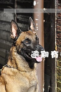 逾期有哪些贷款口子 逾期有哪些贷款口子
