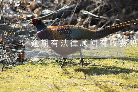 逾期有法律顾问有收费吗 逾期有法律顾问有收费吗