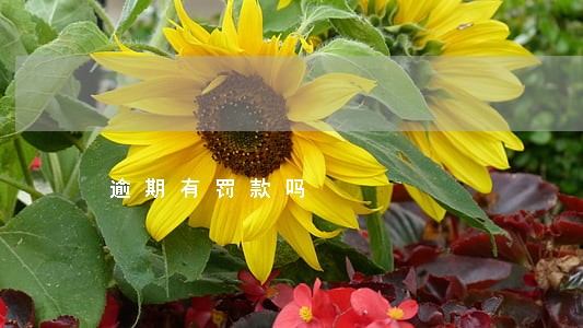 逾期有罚款吗 逾期有罚款吗