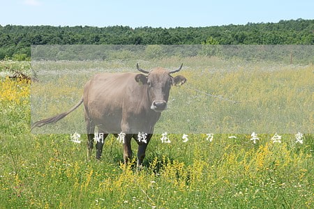 逾期有钱花5万一年会变多少钱 逾期有钱花5万一年会变多少钱