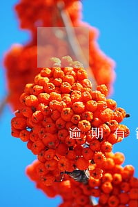 逾期有钱还可以吗 逾期有钱还可以吗