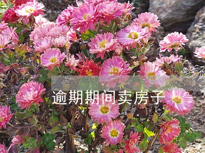逾期期间卖房子 逾期期间卖房子