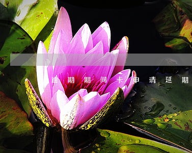 逾期期间卡申请延期