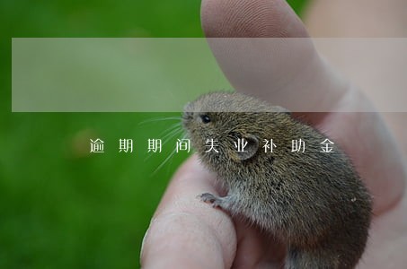 逾期期间失业补助金 逾期期间失业补助金