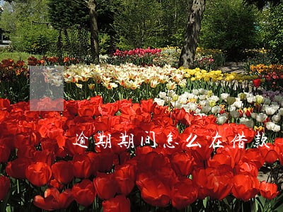 逾期期间怎么在借款
