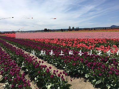 逾期未上报各项荣誉材料 逾期未上报各项荣誉材料
