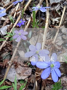 逾期未上报视同