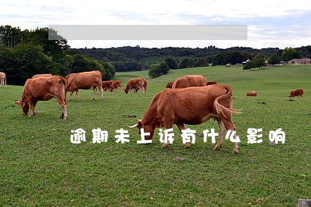 逾期未上诉有什么影响 逾期未上诉有什么影响