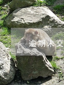 逾期未交增值税分录 逾期未交增值税分录