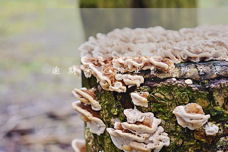 逾期未交物业费滞纳金是多少 逾期未交物业费滞纳金是多少