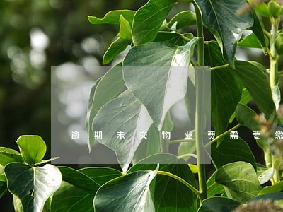 逾期未交物业费需要缴滞纳金吗 逾期未交物业费需要缴滞纳金吗