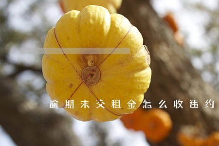 逾期未交租金怎么收违约金