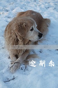 逾期未交租金送达公告 逾期未交租金送达公告