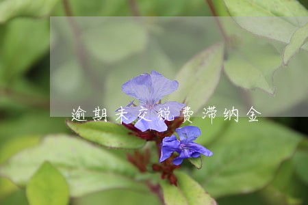 逾期未交税费滞纳金 逾期未交税费滞纳金