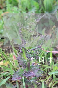 逾期未交税金缴纳滞纳金 逾期未交税金缴纳滞纳金