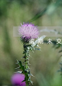 逾期未交罚款市场监督管理局 逾期未交罚款市场监督管理局
