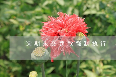 逾期未交罚款强制执行 逾期未交罚款强制执行