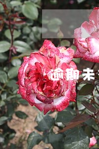 逾期未交罚款有滞纳金吗 逾期未交罚款有滞纳金吗