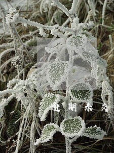逾期未交罚款车被强制报废了 逾期未交罚款车被强制报废了