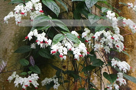 逾期未交货赔付标准 逾期未交货赔付标准