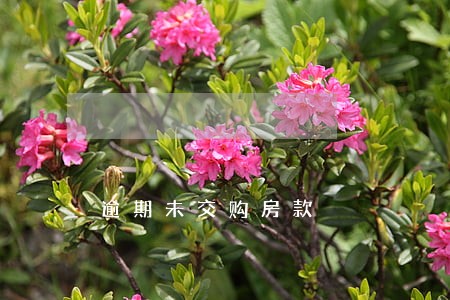 逾期未交购房款 逾期未交购房款