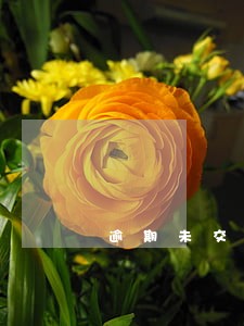 逾期未交车能退款吗 逾期未交车能退款吗