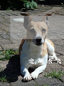 逾期未交车适用定金条款吗 逾期未交车适用定金条款吗