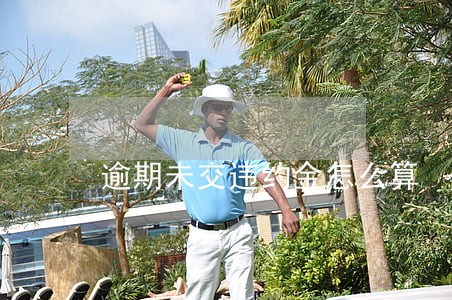 逾期未交违约金怎么算 逾期未交违约金怎么算