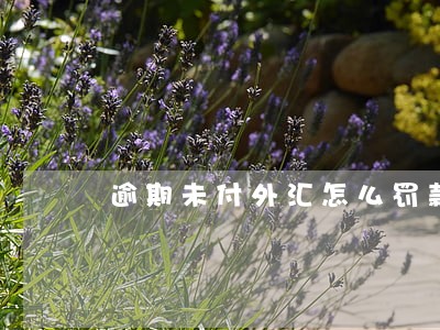 逾期未付外汇怎么罚款 逾期未付外汇怎么罚款