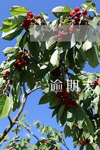 逾期未付支付违约金吗 逾期未付支付违约金吗
