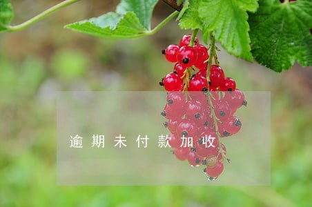 逾期未付款加收 逾期未付款加收