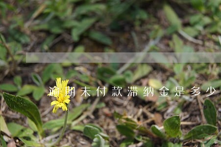 逾期未付款滞纳金是多少 逾期未付款滞纳金是多少