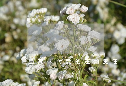 逾期未付款的违约责任 逾期未付款的违约责任
