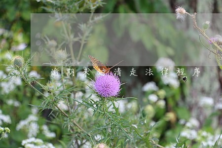 逾期未付清走法律程序 逾期未付清走法律程序