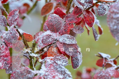 逾期未付货款违约 逾期未付货款违约