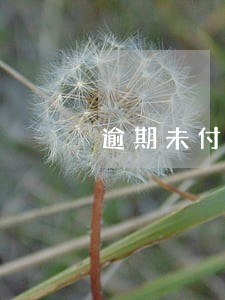 逾期未付首付款 逾期未付首付款