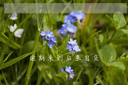 逾期未到后果自负 逾期未到后果自负