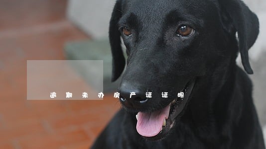 逾期未办房产证证明 逾期未办房产证证明