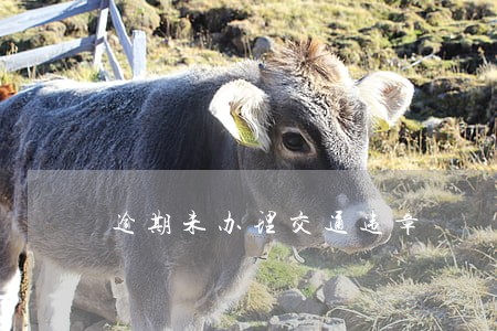 逾期未办理交通违章 逾期未办理交通违章