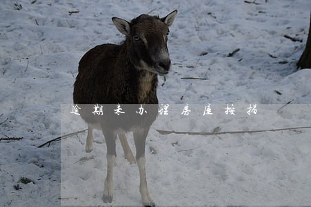 逾期未办理房屋按揭 逾期未办理房屋按揭
